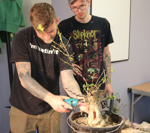 privet bonsai carving
